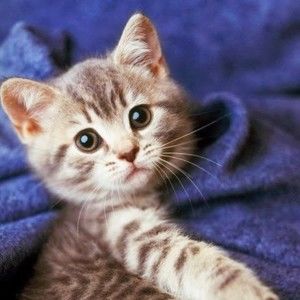 Meet your Posher, Bev